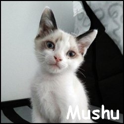 Mushu