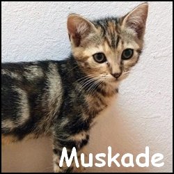 Muskade