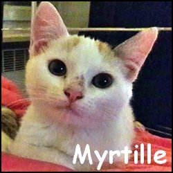 Myrtille