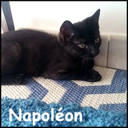 Napoléon