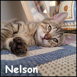 Nelson