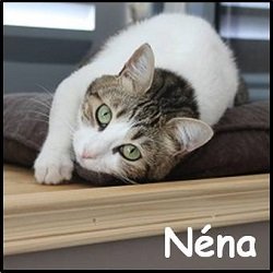 Néna2