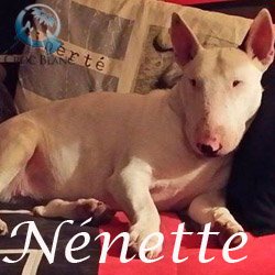 Nénette