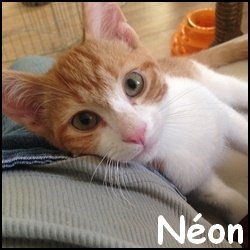 Néon