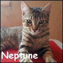 Neptune