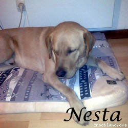 nesta