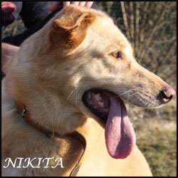 Nikita