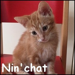 Nin'chat