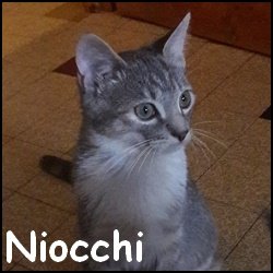 Niocchi