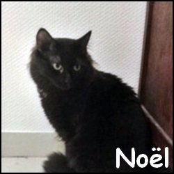 Noel