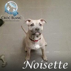 Noisette1