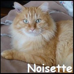 Noisette