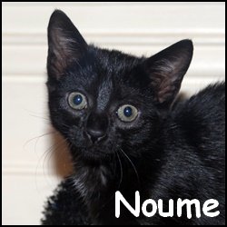 Noume