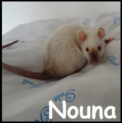 Nouna