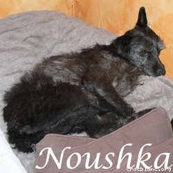 noushka