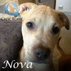 Nova1