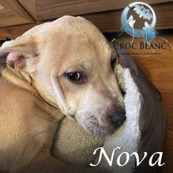 Nova2