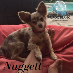 Nuggett