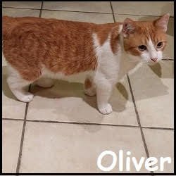 Oliver