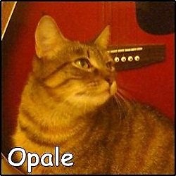 Opale