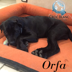 Orfa