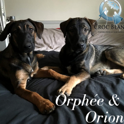 Orion&Orphée