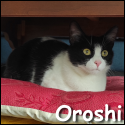 Oroshi