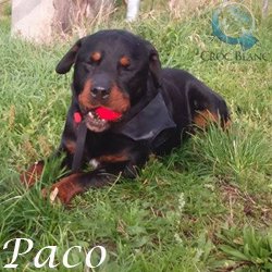 Paco2