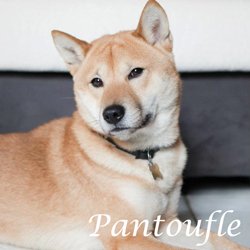 Pantoufle