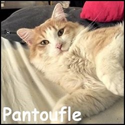 Pantoufle