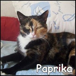 Paprika