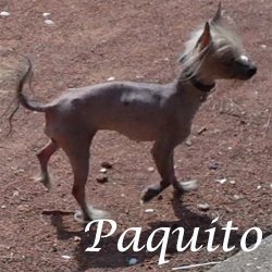 Paquito