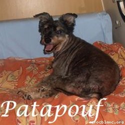 patapouf