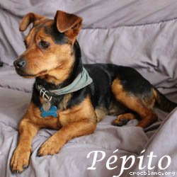 pépito