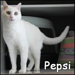 Pepsi