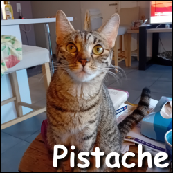 Pistache