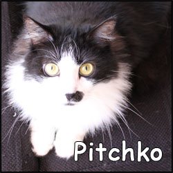 Pitchko