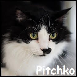 Pitchko