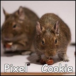 Pixel_cookie