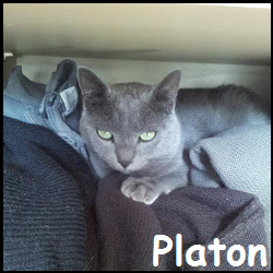 Platon