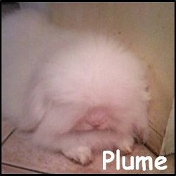 Plume