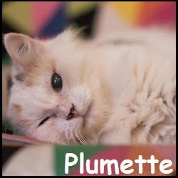 Plumette