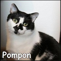 Pompon