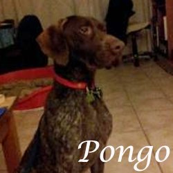 Pongo