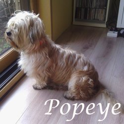 Popeye (ex pantoufle)