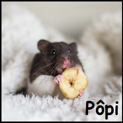 Pôpi