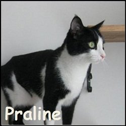 Praline