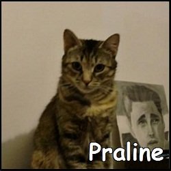 Praline