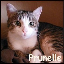 Prunelle