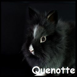 quenotte